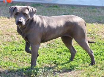 Weimaraner Dogs Available for Adoption - TALIA | PetCurious