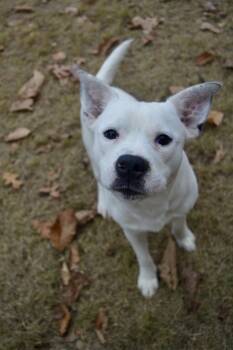 Rescue Shepherd and Labrador Retriever Dogs for Adoption in Indian Springs Village, Alabama - Tito | PetCurious