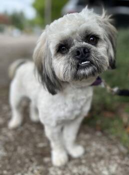 Prince -  Shih Tzu and Pug Dog for Adoption in Portland, Oregon - Prince | PetCurious