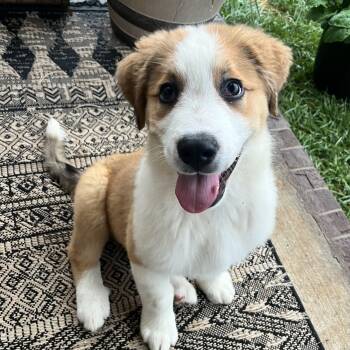 Copper -  Bernese Mountain Dog and Great Pyrenees Dog for Adoption in Spring Hill, Tennessee - Copper | PetCurious