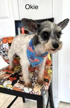 Okie -  Miniature Schnauzer Dog for Adoption in Lucas, Texas - Okie | PetCurious