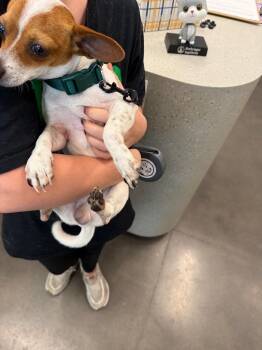 Ben (Frederick) -  Chihuahua Dog for Adoption in Clarksville, Tennessee - Ben (Frederick) | PetCurious