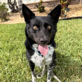 Australian Cattle Dog Blue Heeler Dogs Available for Adoption in Manassas, Virginia - Mika | PetCurious