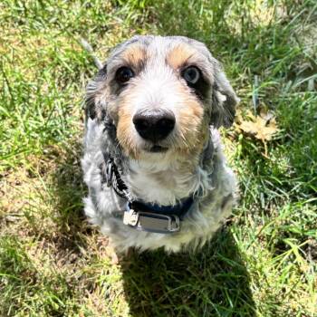Fern -  Bernese Mountain Dog and Poodle Dog for Adoption in Cincinnati, Ohio - Fern | PetCurious