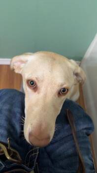 Winnie -  Yellow Labrador Retriever Dog for Adoption in Auburn, Indiana - Winnie | PetCurious