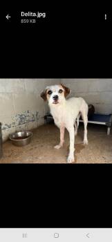 Rescue Terrier and Beagle Dogs for Adoption in Macclesfield, North Carolina - Delita | PetCurious