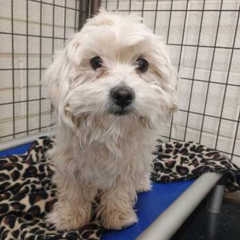 Maltese Dogs Available for Adoption in Grand Junction, Colorado - Buddy | PetCurious