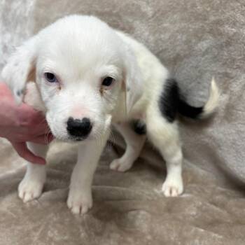 Mixed Breed Dogs Available for Adoption - Confession | PetCurious
