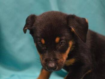 Baboon -  Shepherd Dog for Adoption in Portland, Oregon - Baboon | PetCurious