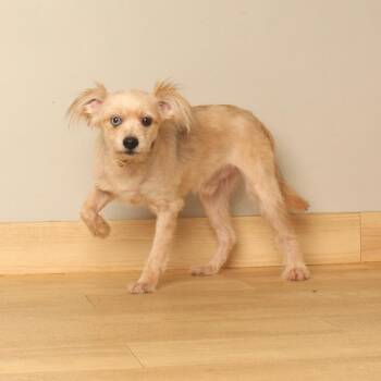 Capone D71091 -  Miniature Poodle and Terrier Dog for Adoption in Minnetonka, Minnesota - Capone D71091 | PetCurious