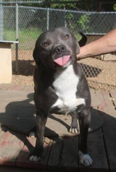 Mixed Breed Dogs Available for Adoption in Brookhaven, Mississippi - Baloo 26 | PetCurious