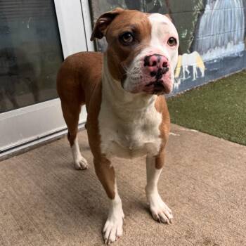 Mixed Breed Dogs Available for Adoption in Fairport, New York - Hanna | PetCurious