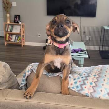 Mixed Breed Dogs Available for Adoption in Little Rock, Arkansas - Daphnie | PetCurious