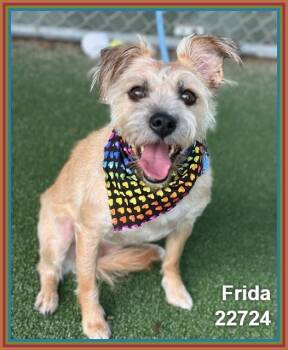 FRIDA -  Terrier and Cairn Terrier Dog for Adoption in Marietta, Georgia - FRIDA | PetCurious