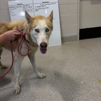 Wilmer -  Siberian Husky Dog for Adoption in Englewood, Florida - Wilmer | PetCurious