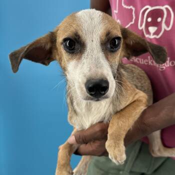 Crystal - Local August 28-30 -  Chihuahua Dog for Adoption in Brookshire, Texas - Crystal - Local August 28-30 | PetCurious