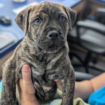 Mixed Breed Dogs Available for Adoption in Middleburg, Florida - Cararelle (Reese) 28004 | PetCurious