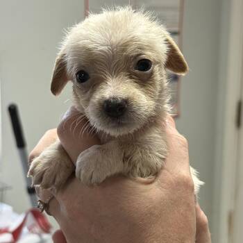 Honeybun -  Mixed Breed Dog for Adoption in Columbia, South Carolina - Honeybun | PetCurious