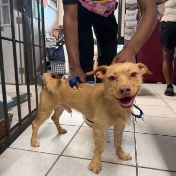 Lollipop -  Mixed Breed Dog for Adoption in Savannah, Georgia - Lollipop | PetCurious