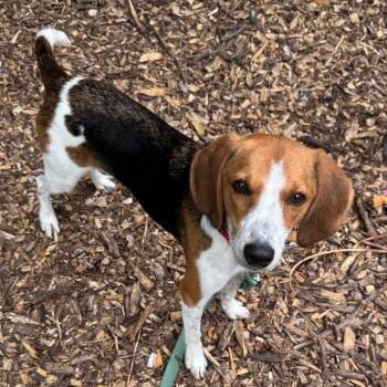 Holly "Hazel" -  Beagle and Mixed Breed Dog for Adoption in Briarcliff Manor, New York - Holly "Hazel" | PetCurious
