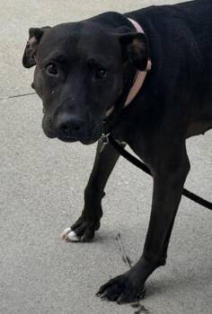Mixed Breed Dogs Available for Adoption in Cincinnati, Ohio - Lucy | PetCurious