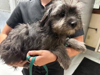 Char-Coal -  Pomeranian Dog for Adoption in Kellogg, Idaho - Char-Coal | PetCurious
