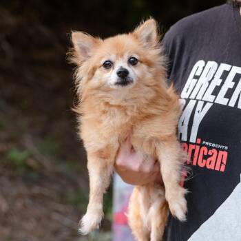 Maxo -  Pomeranian Dog for Adoption in Chester Springs, Pennsylvania - Maxo | PetCurious
