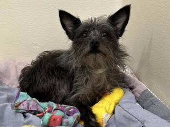 Terrier Dogs Available for Adoption in Portland, Oregon - Daria | PetCurious