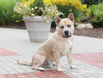SMOKEY -  American Bulldog and Mixed Breed Dog for Adoption in Omaha, Nebraska - SMOKEY | PetCurious