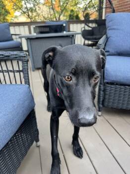 Pegasus -  Labrador Retriever Dog for Adoption in Plymouth, Michigan - Pegasus | PetCurious
