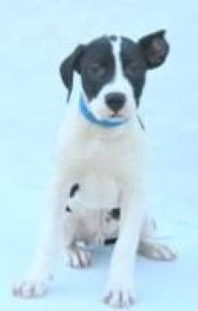 Hound and Mixed Breed Dogs Available for Adoption in Kansas City, Missouri - Rooster | PetCurious
