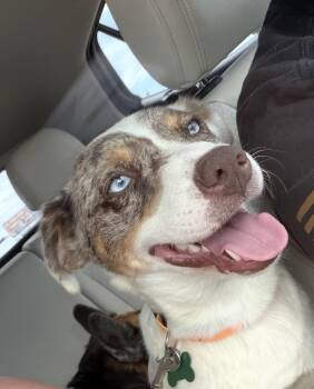 Sue -  Australian Shepherd and Cattle Dog Dog for Adoption in Clovis, New Mexico - Sue | PetCurious
