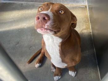 TAKOYAKI -  Staffordshire Bull Terrier and Mixed Breed Dog for Adoption in Tustin, California - TAKOYAKI | PetCurious