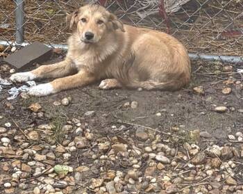 Tessa -  Golden Retriever and Flat Coated Retriever Dog for Adoption - Tessa | PetCurious