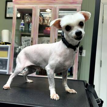 Marco -  Maltese Dog for Adoption in Erie, Pennsylvania - Marco | PetCurious
