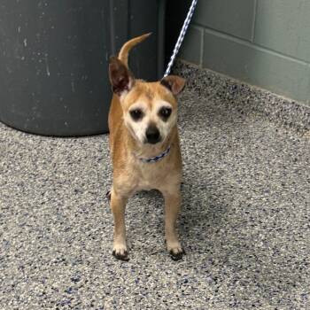 Chihuahua Dogs Available for Adoption in Greenville, South Carolina - Chico | PetCurious