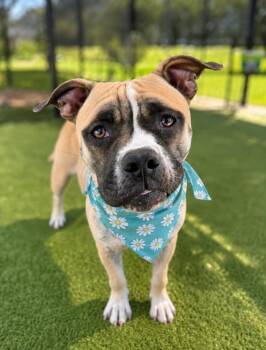 Chicago -  Boxer and Terrier Dog for Adoption in Lafayette, Louisiana - Chicago | PetCurious