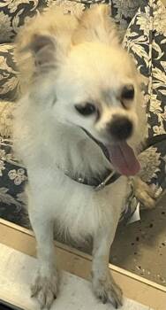 ROCKY -  Papillon and Mixed Breed Dog for Adoption in Forney, Texas - ROCKY | PetCurious