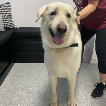 Liberty -  Great Pyrenees and Shepherd Dog for Adoption in Gordonsville, Tennessee - Liberty | PetCurious