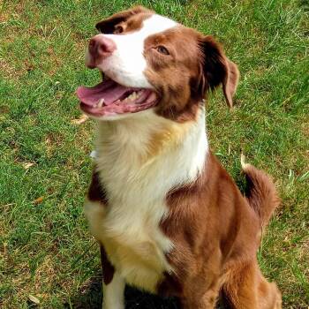 Chip - Smart, Sweet, and Ready to Play Fetch -  Australian Shepherd and Chocolate Labrador Retriever Dog for Adoption in Houston, Texas - Chip - Smart, Sweet, And Ready To Play Fetch | PetCurious