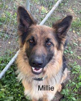 Momma Millie -  German Shepherd Dog Dog for Adoption in Mt. Juliet, Tennessee - Momma Millie | PetCurious