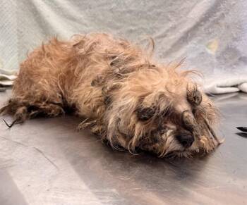 WINSTON -  Terrier and Mixed Breed Dog for Adoption in Ontario, California - WINSTON | PetCurious
