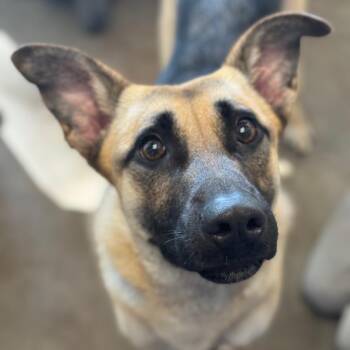 Hazel -  Shepherd Dog for Adoption in Mankato, Minnesota - Hazel | PetCurious