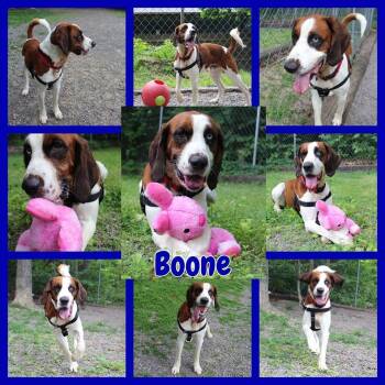 Boone -  Saint Bernard and Spaniel Dog for Adoption in Berkeley Springs, West Virginia - Boone | PetCurious