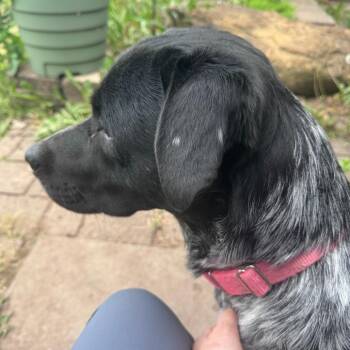Beau -  Australian Cattle Dog Blue Heeler Dog for Adoption in Olathe, Kansas - Beau | PetCurious