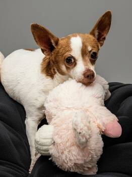 Cisco (aka Tater) -  Chihuahua Dog for Adoption in Fort Myers, Florida - Cisco (aka Tater) | PetCurious