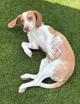 Cream Cheese -  Beagle Dog for Adoption in Allen, Texas - Cream Cheese | PetCurious