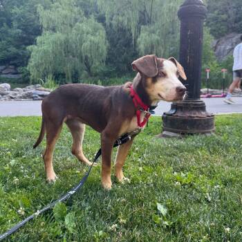 Anna Vocino -  Retriever Dog for Adoption in New York, New York - Anna Vocino | PetCurious