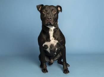 HUMBERTO -  Pit Bull Terrier Dog for Adoption in Phoenix, Arizona - HUMBERTO | PetCurious