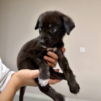 SUKI -  Terrier Dog for Adoption in Waterford, New Jersey - SUKI | PetCurious